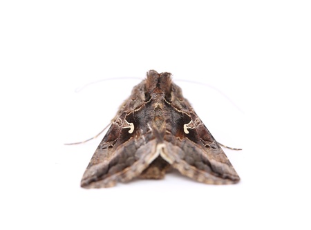 Close-up moth isolated on a white backgroundの写真素材