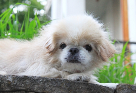 Little dog on the stone in the gardenの写真素材
