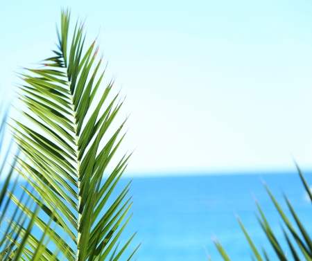 palm branch  against the blue sea and skyの写真素材
