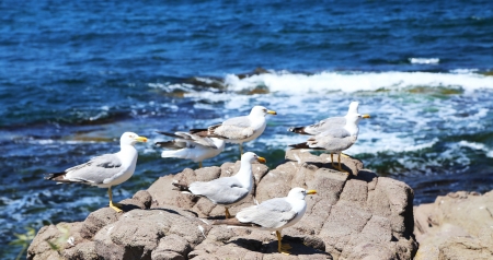 lots of seagulls sitting on a rock on the sea backgroundの写真素材