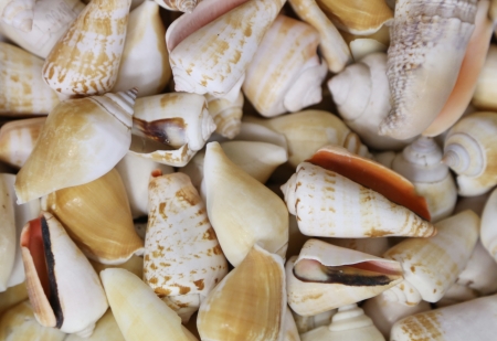 Background of shells. Shell and one size of one type.の写真素材