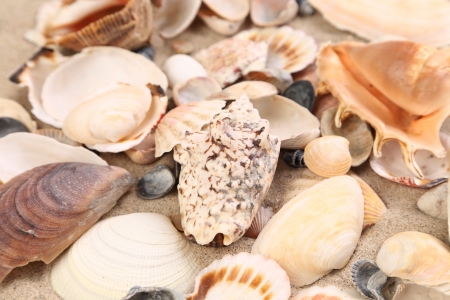 Sea shells on sand as background . Close up.の写真素材