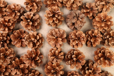 background of pine cones arranged on the sandの写真素材
