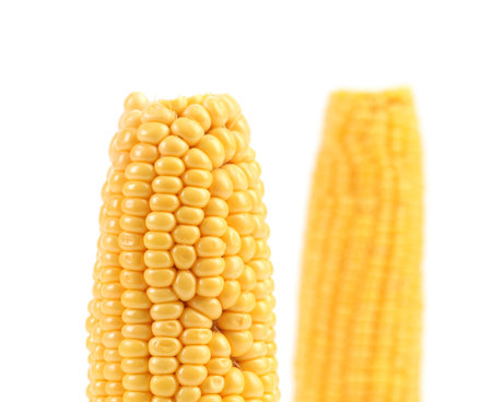 Two boiled corns on a white background.