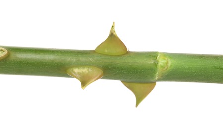 The thorns of a rose. の写真素材