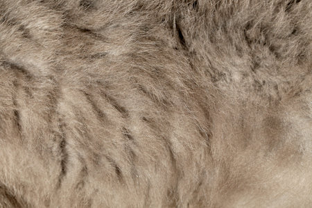Close up of cat gray hair.