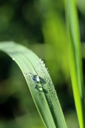Green leaf with natural raindrops on it. の写真素材