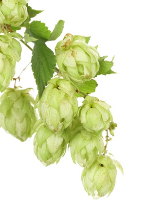 CLoseup of blossom hop flowers on branch. の写真素材