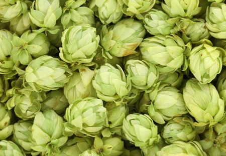 Close up of hop flowers. Whole background.
