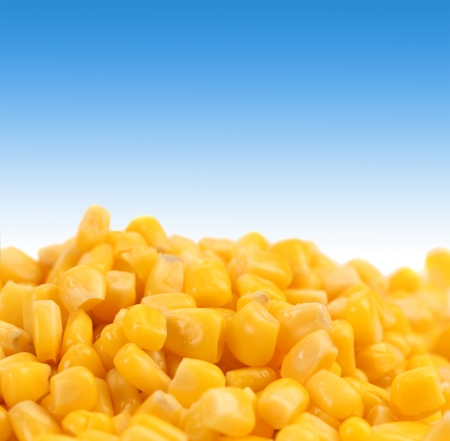 Healthy grain corn close-up  Isolated on a blue background  Place for text の写真素材