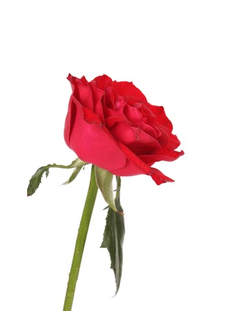 Wet red rose. Isolated on a white backgroundの写真素材