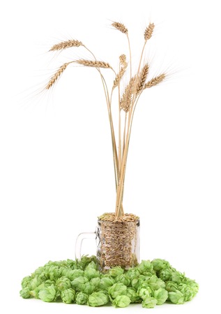 Closeup of hop and wheat ear. Isolated on a white background.の写真素材