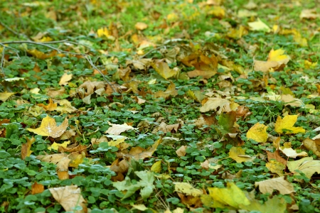 Landscape of colorful fall leaves on forest floorの写真素材