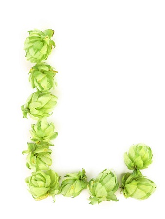Hop flowers laid in form of letter L. Isolated on a white background.の写真素材
