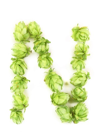 Hop flowers laid in form of letter N. Isolated on a white background.の写真素材