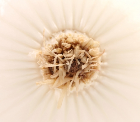 Close up of white onion root. Whole background.の写真素材
