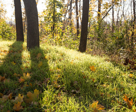 Landscape of autumn forest with sunlight. Whole backgroundの写真素材