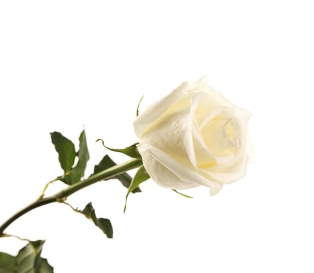 Close up of single white rose. Isolated on a white background.の写真素材