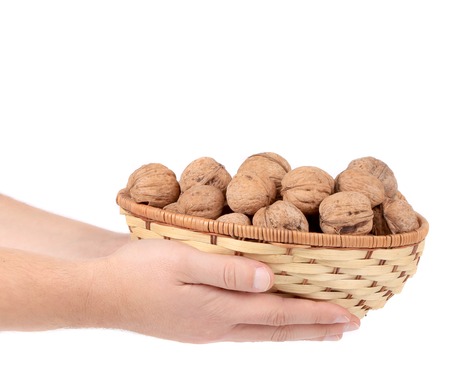 Basket of walnuts in hands. Isolated on a white background.の写真素材