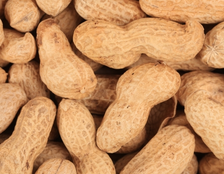 Close up of peanuts bunch. Whole background.の写真素材