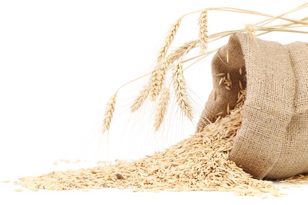 Sack with grains and ear of wheat. Isolated on a white background.の写真素材
