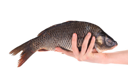 Fresh carp in man hand. Isolated on a white background.