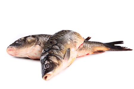 Mirror Carp and carp.  Isolated on white backgroundの写真素材