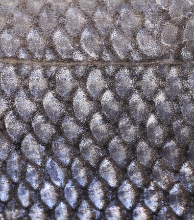 Close up of seabass scale texture. Whole background.の写真素材