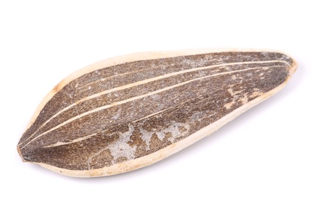 one sunflower seed on a white backgroundの写真素材