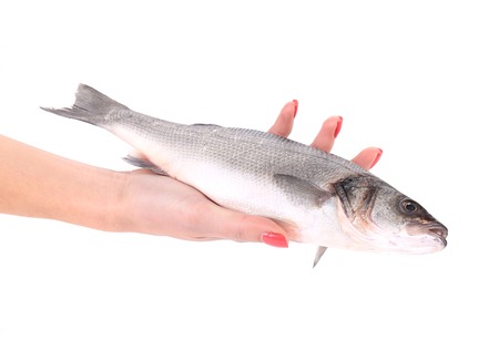 Close up of hand holding fresh seabass fish. Isolated on a white background.の写真素材