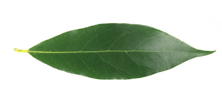 Bay leaf. Isolated on a white background.