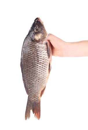 Hand holds fresh fish. Isolated on a white background.の写真素材