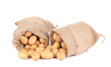 Ripe potatoes in sacks. Isolated on a white background.の写真素材