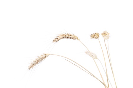 Wheat ears after the harvest. Isolated on a white background.の写真素材