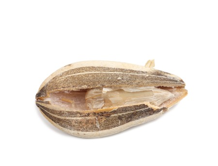 Open sunflower seed. Isolated on white background.の写真素材