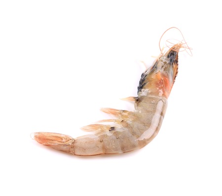 Close up of fresh shrimp. Isolated on a white backgroundの写真素材