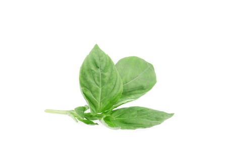 Close up of basil leaves. Isolated on a white background.の写真素材
