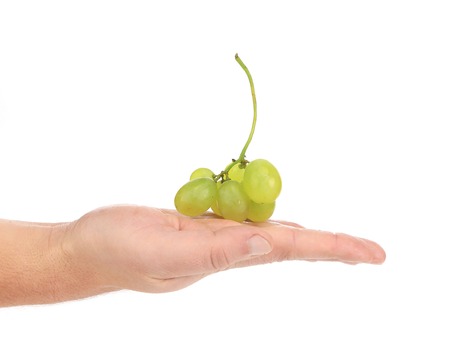 Bunch of white grapes on a hand. Isolated on a white background.の写真素材