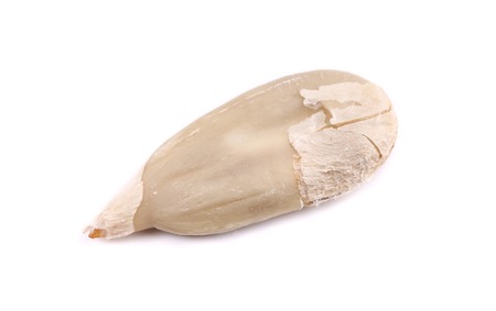Sunflower seed. Isolated on a white background.の写真素材