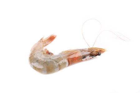 Fresh shrimp. Isolated on a white background.の写真素材