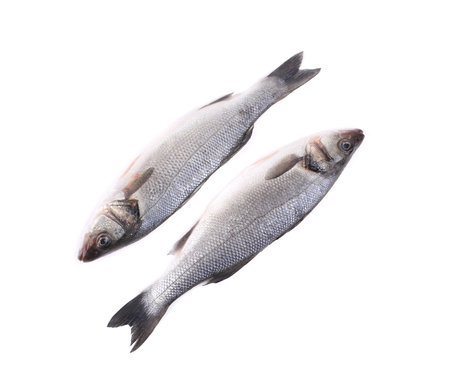Two fresh seabass.