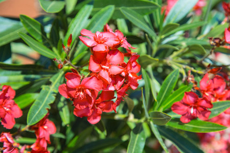 Pink bigonia flowers blooming in garden.