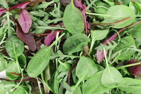 Mix salad close up. Macro. Whole background.の写真素材