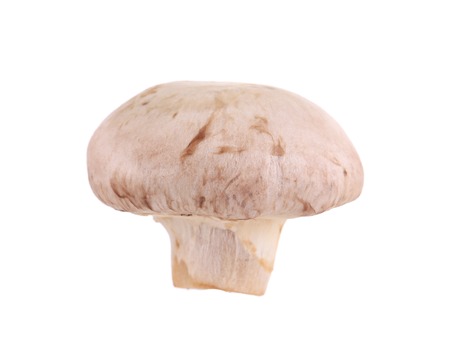 Champignon mushroom. の写真素材