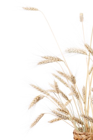 Ears of wheat. Isolated on a white background.の写真素材