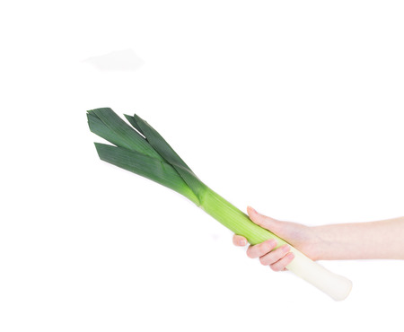 Large welsh green leek in hand. Isolated on a white background.の写真素材