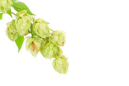 Flower of hop. Located on the white background.の写真素材