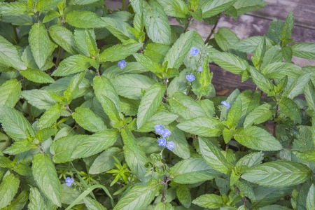 Background of the corn mint. Close up.の写真素材