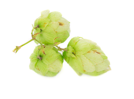 beautiful hop isolated on white background closeup