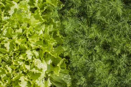 Fresh green lettuce and dill. Located on the whole background.の写真素材
